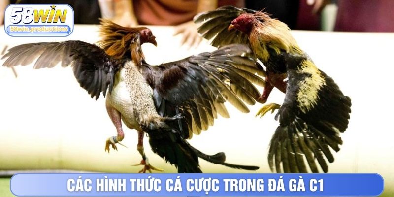 Các hình thức cá cược trong đá gà C1