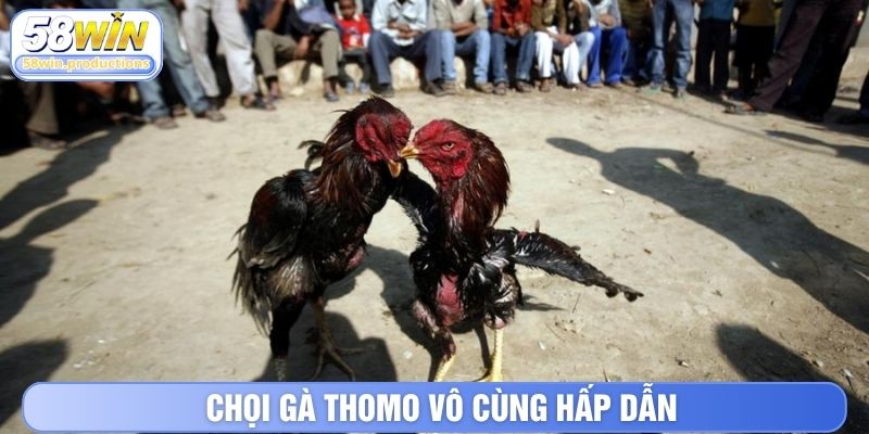 Chọi gà Thomo vô cùng hấp dẫn
