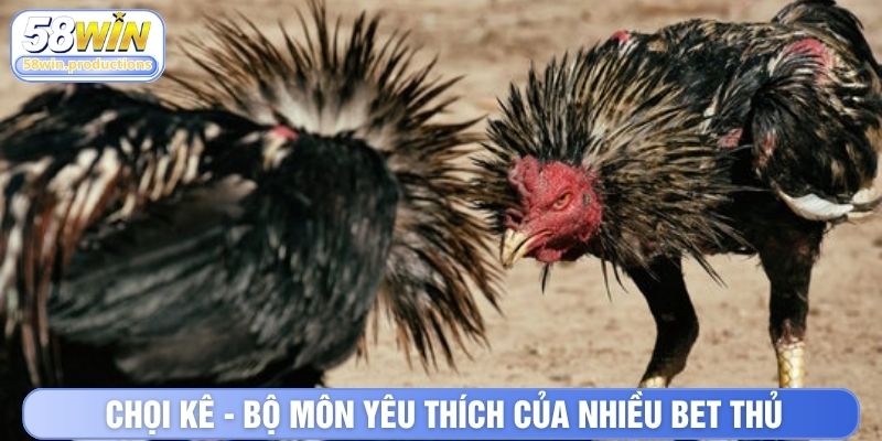 Chọi kê - Bộ môn yêu thích của nhiều bet thủ
