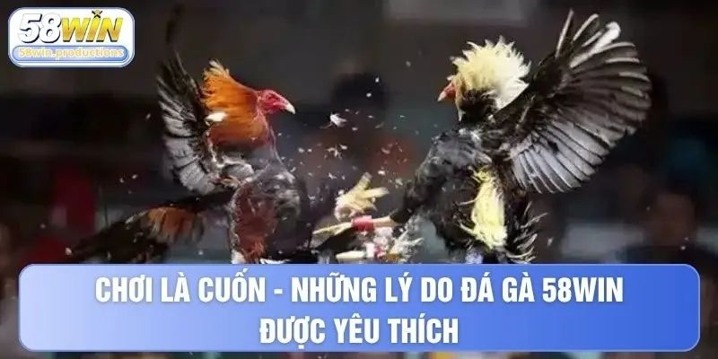 Chơi là cuốn - những lý do đá gà 58WIN được yêu thích
