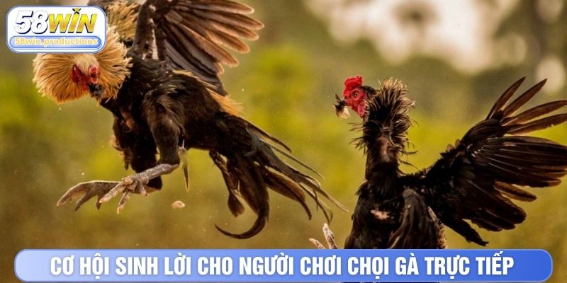 Cơ hội sinh lời cho người chơi chọi gà trực tiếp