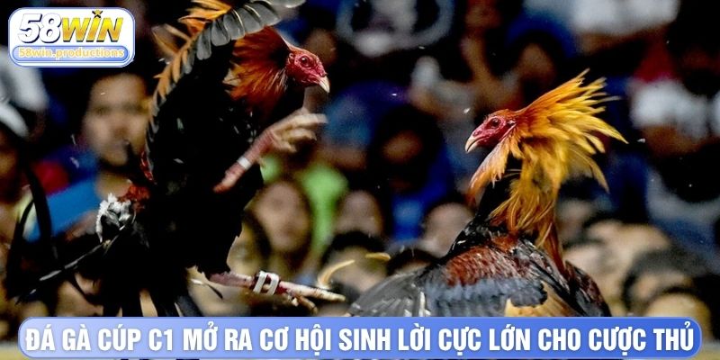Đá gà cúp C1 mở ra cơ hội sinh lời cực lớn cho cược thủ