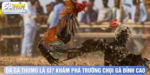 Đá Gà Thomo