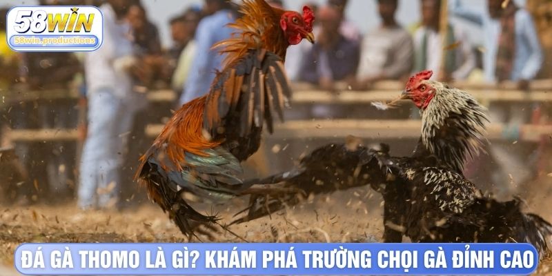 Đá Gà Thomo