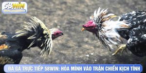 Đá Gà Trực Tiếp