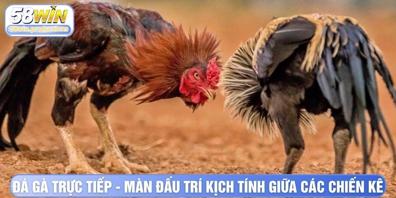 Đá gà trực tiếp - Màn đấu trí kịch tính giữa các chiến kê