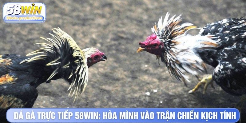 Đá Gà Trực Tiếp