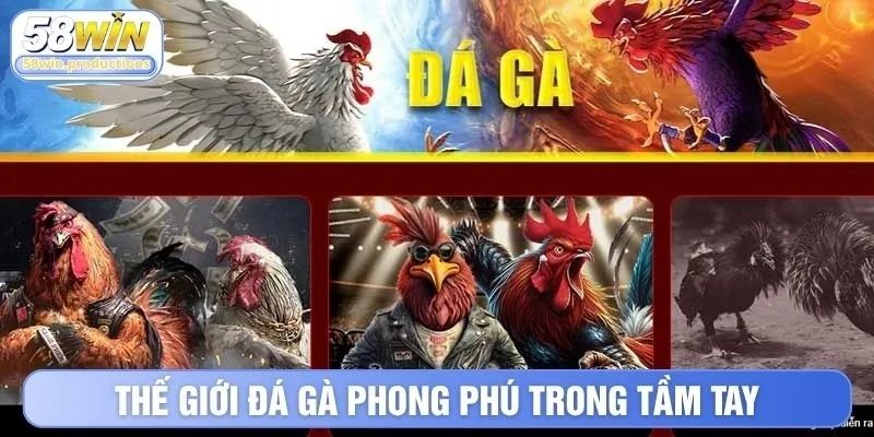 Thế giới đá gà phong phú trong tầm tay