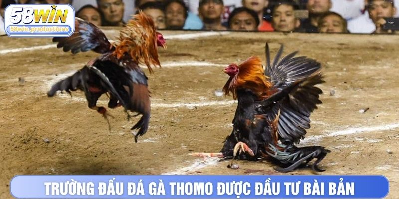 Trường đấu đá gà Thomo được đầu tư bài bản