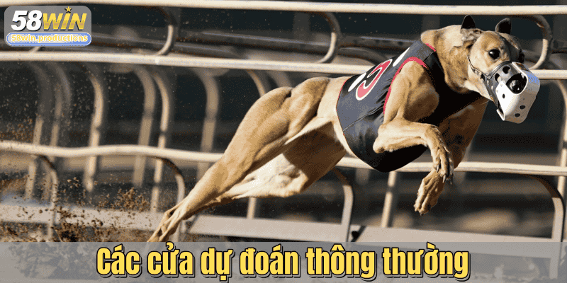 Các cửa dự đoán thông thường