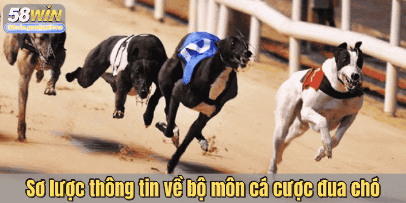 Sơ lược thông tin về bộ môn cá cược đua chó
